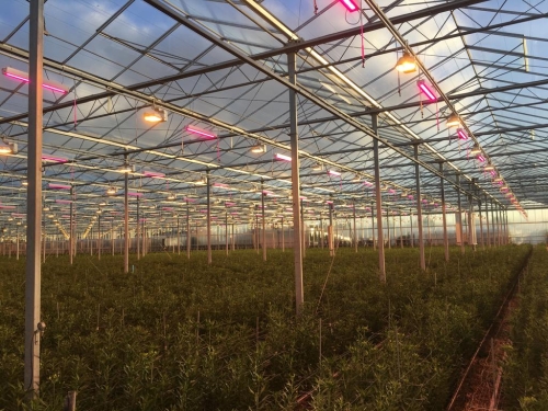 Horticultural SSL news: LEDs spur lily growth in Holland, lettuce in Maryland